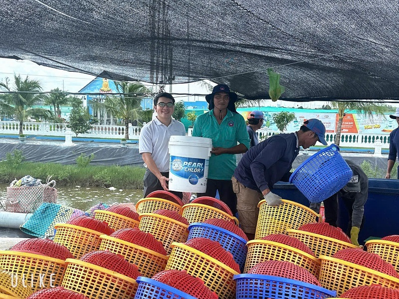 shrimp farming